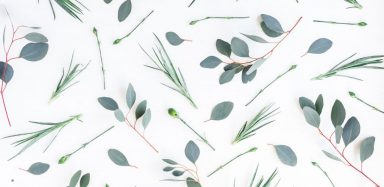 Various leaves and vine plants on a white background.