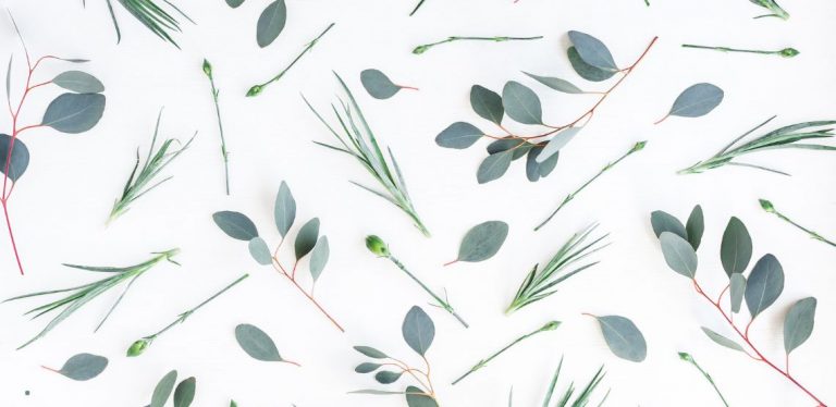 Various leaves and vine plants on a white background.